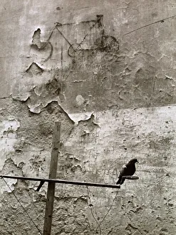 European Birdlife Drucke: Pigeon