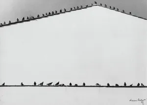 Vogel (Piccioni)