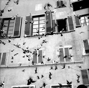Vogel in Flug vor einem Haus