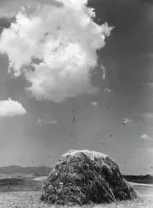 Natural Elements Photography Drucke: Pile of hay