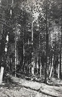 Tree Trunk Photography Drucke: The pine forest in Camaldoli
