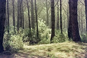 Pine Forest Landscape Drucke: Pine forest in Cecina
