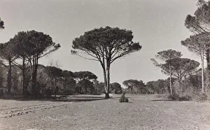 Pine Tree Landscape Photography Drucke: The pine forest of Ravenna