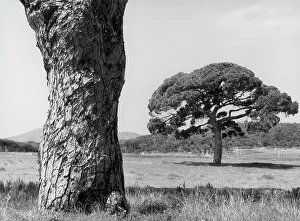 Pineta bei Livorno