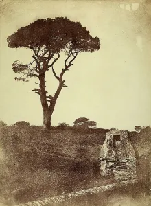 Pine Tree Landscape Photography Drucke: Pine tree at Villa Borghese, Rome