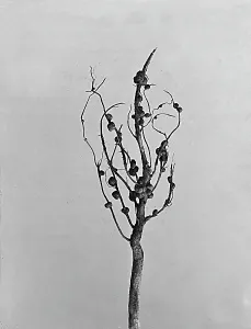 Vegetable Kingdom Elements Drucke: Plant root