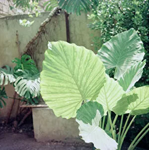 Mediterranean Flora Drucke: Plants in Palermo