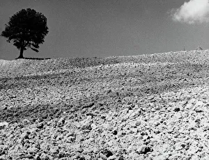 Field Landscape Photography Drucke: Ploughed ground and tree