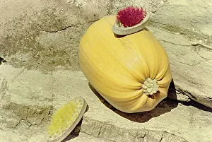 Garten von Villa Borghese in Rom, Zucca