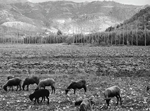 Zoology And Zootechnics Images Drucke: Rams on the pasture