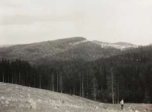 Male Figure In Nature Drucke: Reforestation in the Consuma