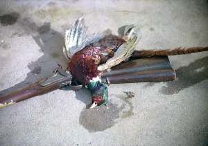 European Pheasant Species Drucke: Rifle and pheasant