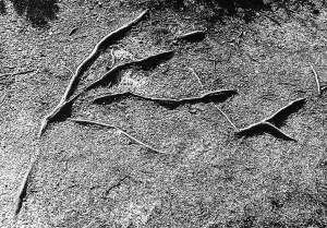 Vegetable Kingdom Elements Drucke: Roots of a tree