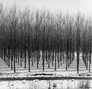 Bäume in der Schneelandschaft