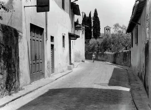 Olive Tree Landscape Photography Drucke: Via S. Leonardo, Florence