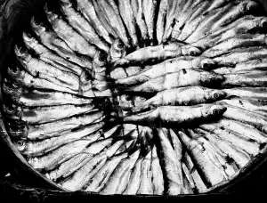 Gerahmter Druck : Almeria. Sardine Gerahmter Druck : Almeria. Sardine