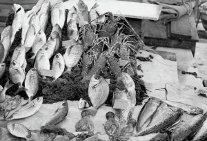 Banco del pesce in Venedig