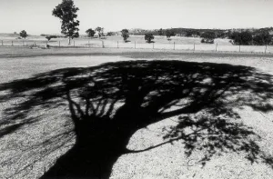 Woodland Landscape Photography Drucke: Shadow of a tree