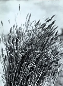 Agricultural Plant Drucke: A sheaf of wheat