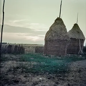 Vegetable Kingdom Elements Drucke: Sheaves of straw