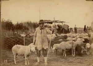 Shepherd With Sheep Drucke: Shepherd with sheep