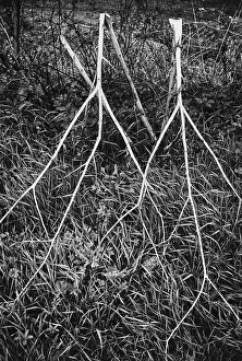 Outdoor Botanical Photography Drucke: Shrubbery