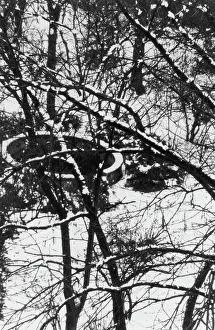 Snowy Tree Branches Drucke: Snowy branches