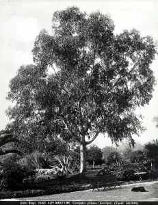 Succulent Plant Species Drucke: Specimen of the Eucalyptus globulus (Eucalyptus), in the Maritime Alps in France