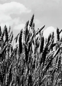 Agricultural Cultivation Drucke: Spike of wheat
