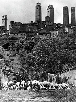 Country Life Scene Drucke: St. Gimignano