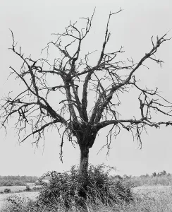 Seasonal Change Photography Drucke: Leafless tree, La Charente