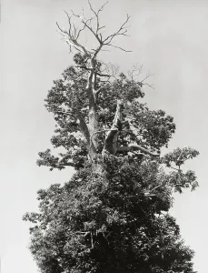 Botanical Images Drucke: A tree