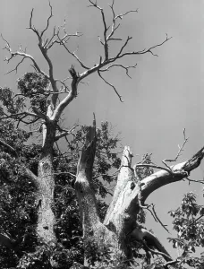 European Botanical Images Drucke: Tree with broken branches