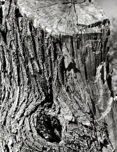 Vegetation Photography Drucke: Tree trunk