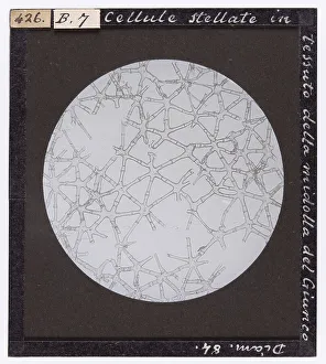 Mathematical And Natural Sciences Drucke: Star-like cells in the pith tissue of rush (Juncus)