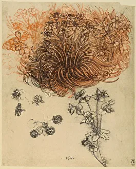 Studien an krautigen Pflanzen, Bleistiftzeichnung auf vergilbtem Weißkarton von Leonardo da Vinci und im Windsor Castle Library aufbewahrt.