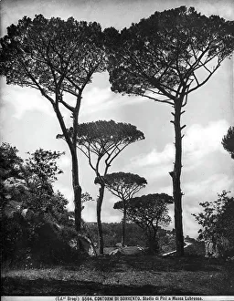 Pine Tree Photography Drucke: Study of pine trees in Massa Lubrense, on the outskirts of Sorrento