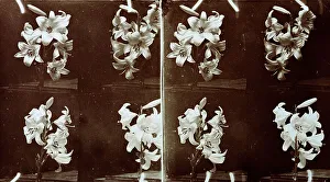 Vintage Flower Photography Drucke: Study of a small stalk of lilies in four intervals