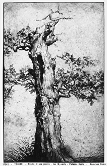 Turin Royal Library Collection Drucke: Study of a tree. Drawing by Jan Wijnants, preserved in the Royal Library, Turin