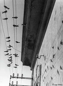 Vogel auf elektrischen Leitungen