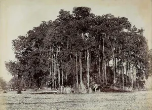 Botanical Images Drucke: A sycamore tree