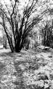 Cryptogamic Plants Drucke: Taino forest