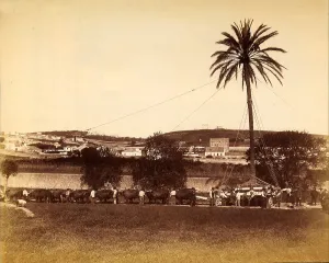 Rural Landscape View Drucke: Transport of a palm tree on a cart pulled by cows