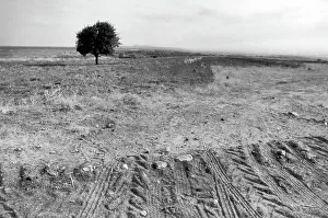 Farmland Landscape Photos Drucke: Tree on a bare soil