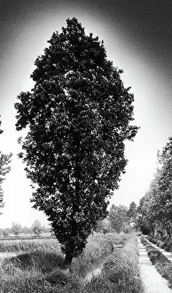 Countryside Landscape Photography Drucke: Tree in countryside