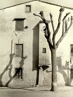 Old House Facade Drucke: A tree with cut branches casting a shadow on the face of an old house