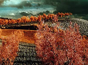 Countryside Landscape Drucke: Tree and fields