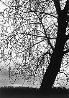 Solitude In Nature Photos Drucke: Tree without leaves