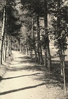Vegetation Landscape Drucke: Tree-lined avenue