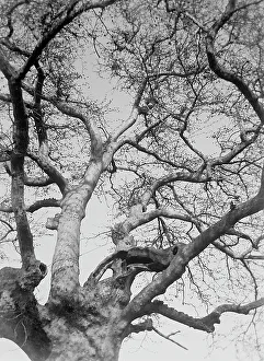 Botanical Images Drucke: A tree; Photo studio